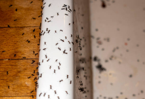 Best Commercial Pest Control Services  in The Galena Territory, IL