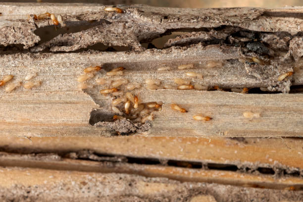 Best Pest Prevention Services  in The Galena Territory, IL